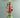Exotic garden side table (red)