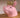 Kingpig Piggy Bank